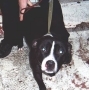 Bull Terrier, Staffordshire Bull Terrier, terrier