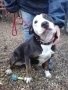 Bull Terrier, Staffordshire Bull Terrier, terrier