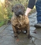 Bull Terrier, Staffordshire Bull Terrier, terrier