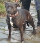 Bull Terrier, Staffordshire Bull Terrier, terrier