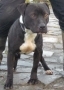 Bull Terrier, Staffordshire Bull Terrier, terrier