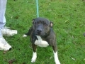 Bull Terrier, Staffordshire Bull Terrier, terrier