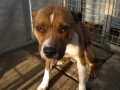Bull Terrier, Staffordshire Bull Terrier, terrier