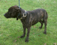 Bull Terrier,Staffordshire Bull Terrier,terrier