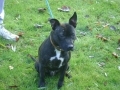Bull Terrier,Staffordshire Bull Terrier,terrier
