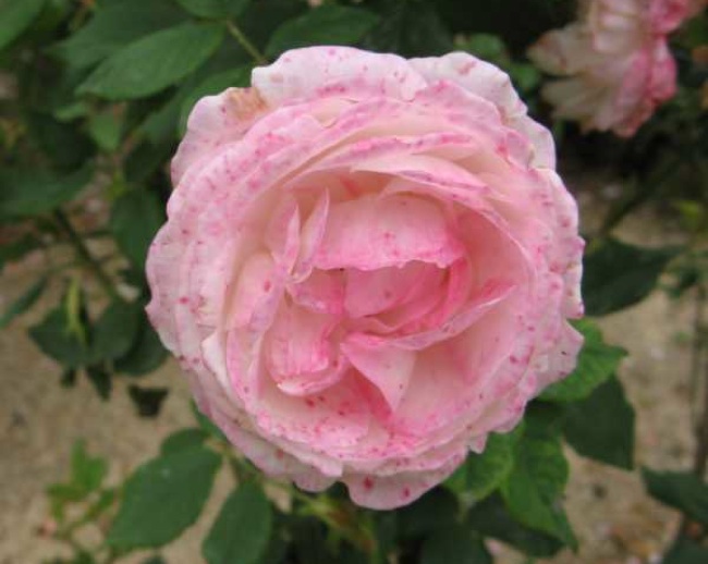 botrytis-blight Rose Problems - Botrytis Blight