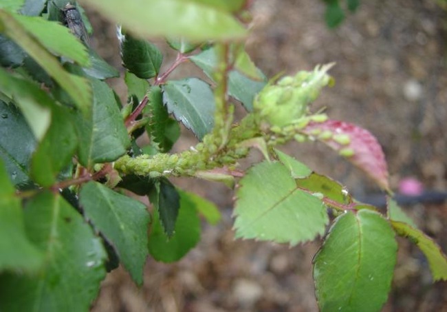 aphids Rose Problems - Aphids