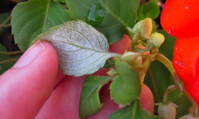 infection Down Mold and Impatiens - Infection