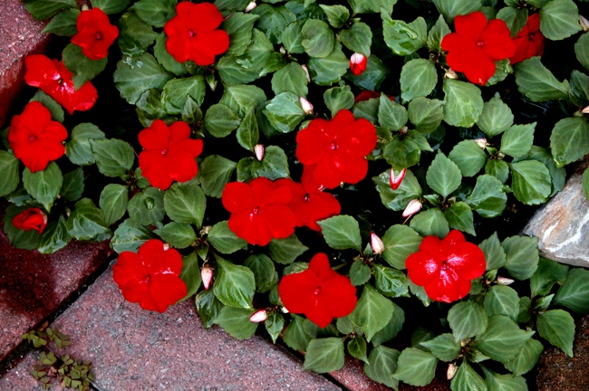 red-variety Downy Mold and Impatiens - Red Variety