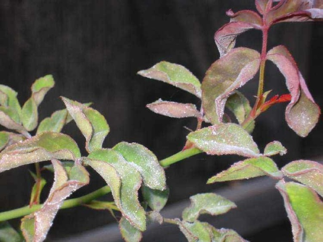 powdery-mildew Rose Problems - Powdery Mildew