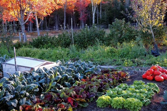 fall-vegetable Garden Fall Vegetable Garden