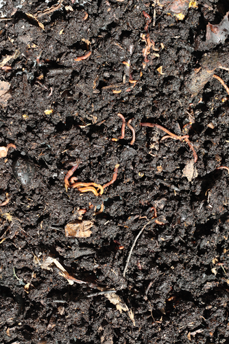 compost Vermiculture - Compost