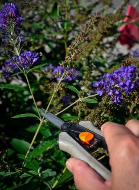 buddleia Deadheading - Buddleia