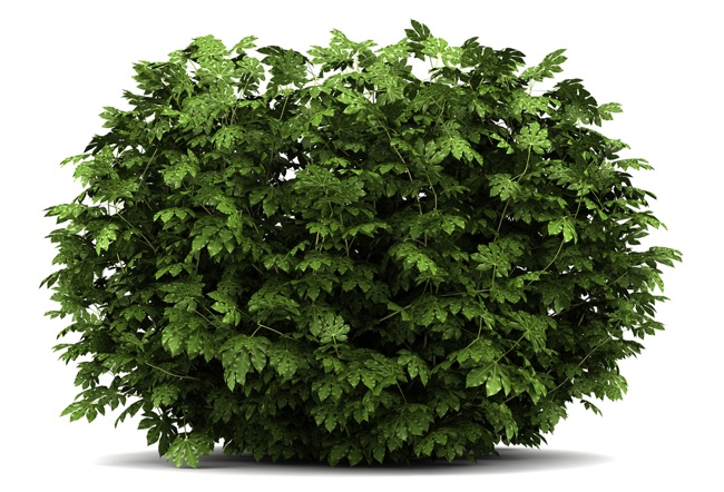 how-to-plant-a-bush How to Plant a Bush