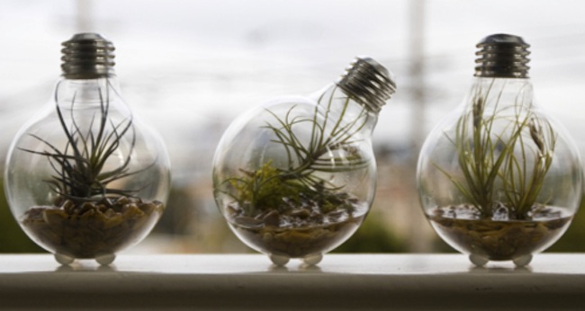 terrarium Light Bulb DIY Projects - Terrarium
