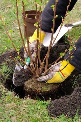 setting How to Plant a Bush - Setting