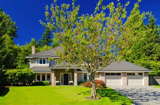 tree-care Tree Care