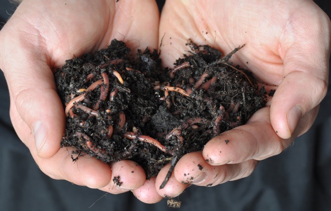 vermiculture Vermiculture