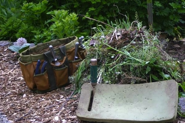 how-to-weed-your-garden How to Weed Your Garden