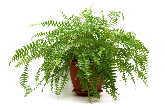 boston-fern Fern Gardening - Boston Fern