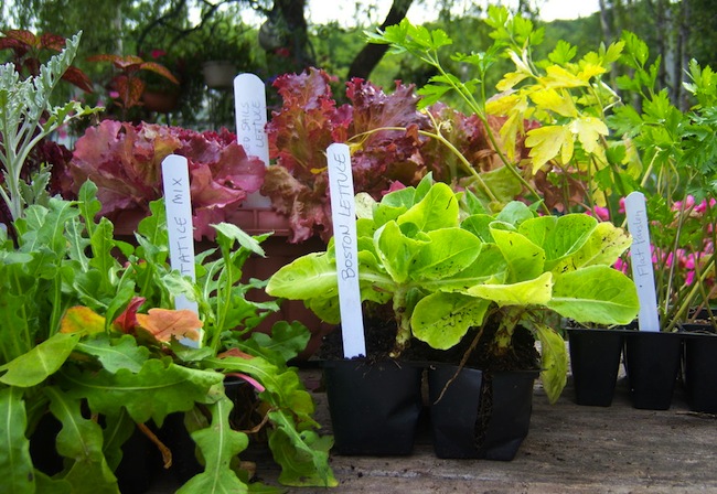 garden-markers Repurpose Window Blinds - Garden Markers