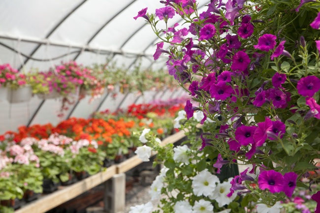 buying-plants-off-season