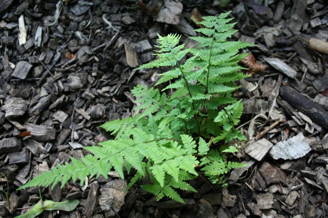 lady-fern Fern Gardening - Lady Fern
