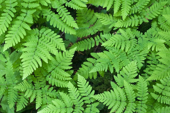 oak-fern Fern Gardening - Oak Fern