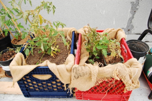 planter Uses for Milk Crates - Planter