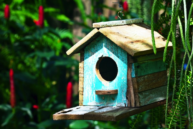 planning-bird-houses Planning Bird Houses