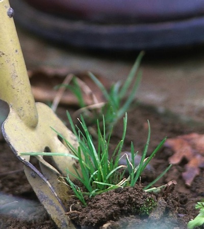 fork How to Weed Your Garden - Fork