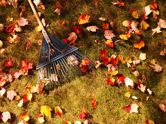 raking-leaves Raking Leaves