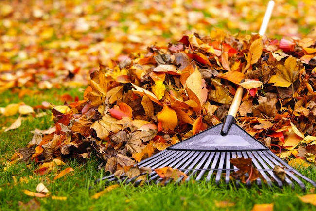 raking-leaves-tips Raking Leaves Tips