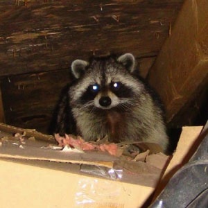 racoon-in-attic-batguys racoon in the attic
