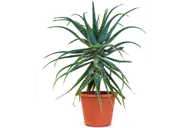 hardy-houseplants Hardy Houseplants