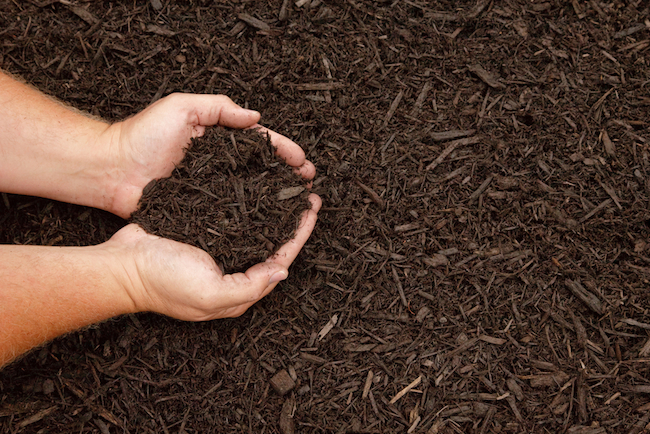 how-to-mulch-flower-beds How to Mulch Flower Beds