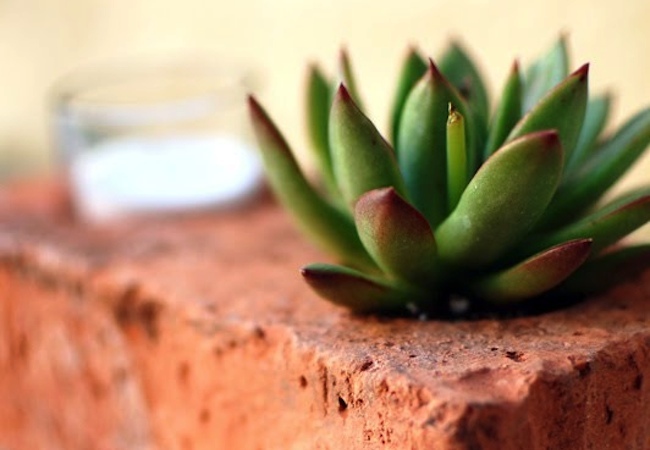 planter Uses for Bricks - Planter