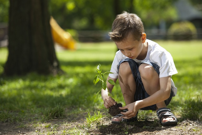 Plant a Tree Plant a Tree