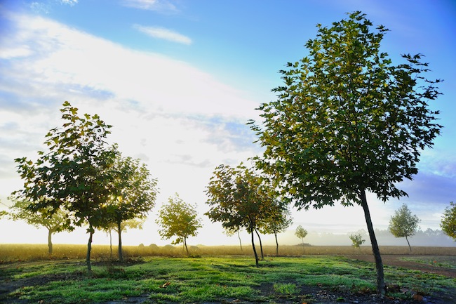pruning-young-trees Pruning Young Trees