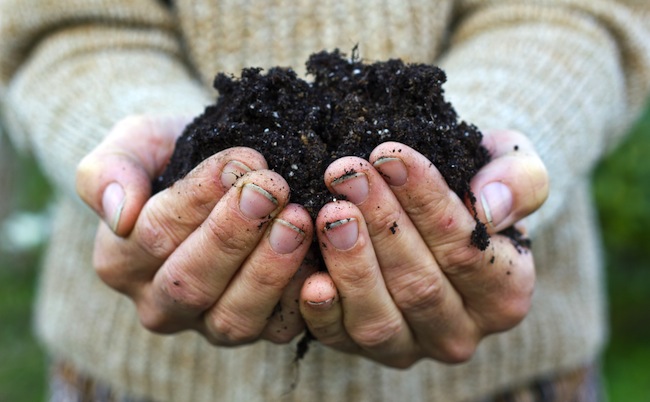 amend-soil Uses for Wood Ash - Amend Soil