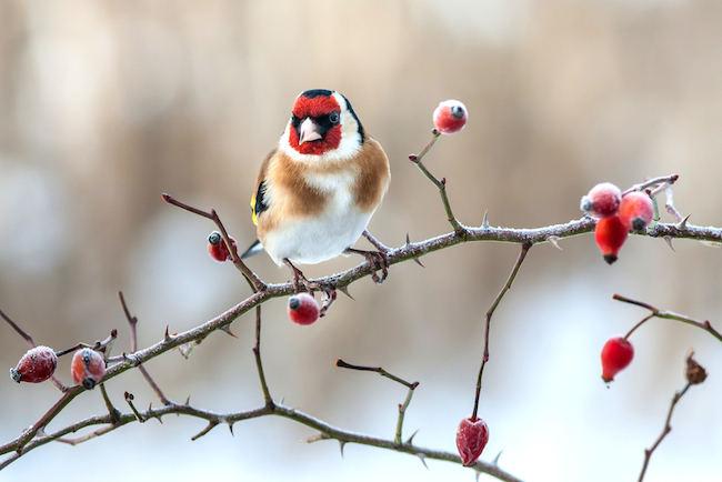 how-to-care-for-winter-birds How to Care for Winter Birds
