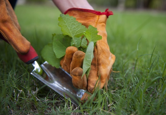 preemergent Spring Lawn Care - Preemergent