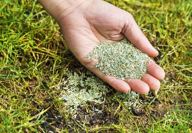 seeding Spring Lawn Care - Seeding