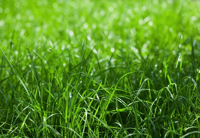 spring-lawn-care Spring Lawn Care