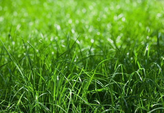 Things to Do in Spring for a Healthy, Gorgeous Lawn Year-Round