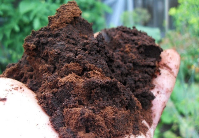 compost Uses for Coffee Grounds - Compost