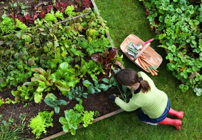 fertilizer Uses for Coffee Grounds - Fertilizer