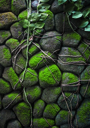 rocks How to Grow Moss - Rocks