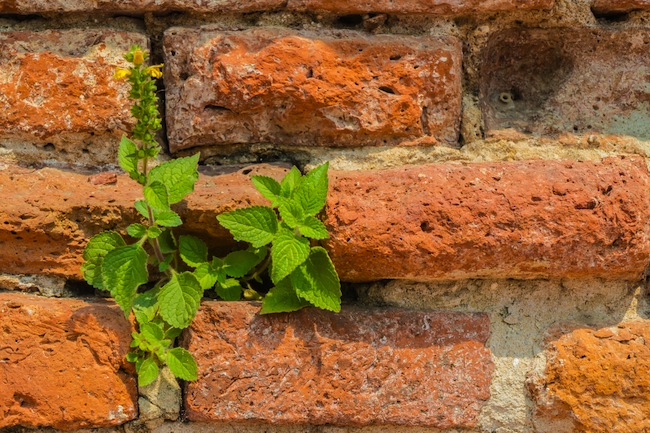reclaimed-brick Reclaimed Brick