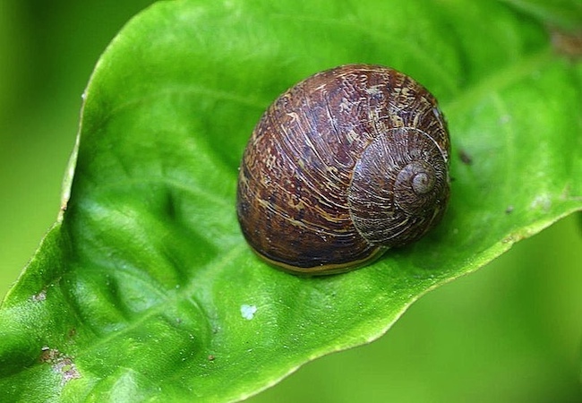 snails Uses for Coffee Grounds - Snails